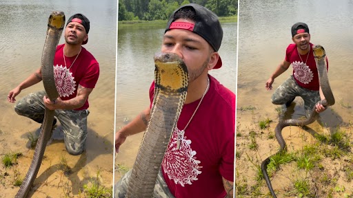 Video of a man kissing a 12-foot-long king cobra goes viral